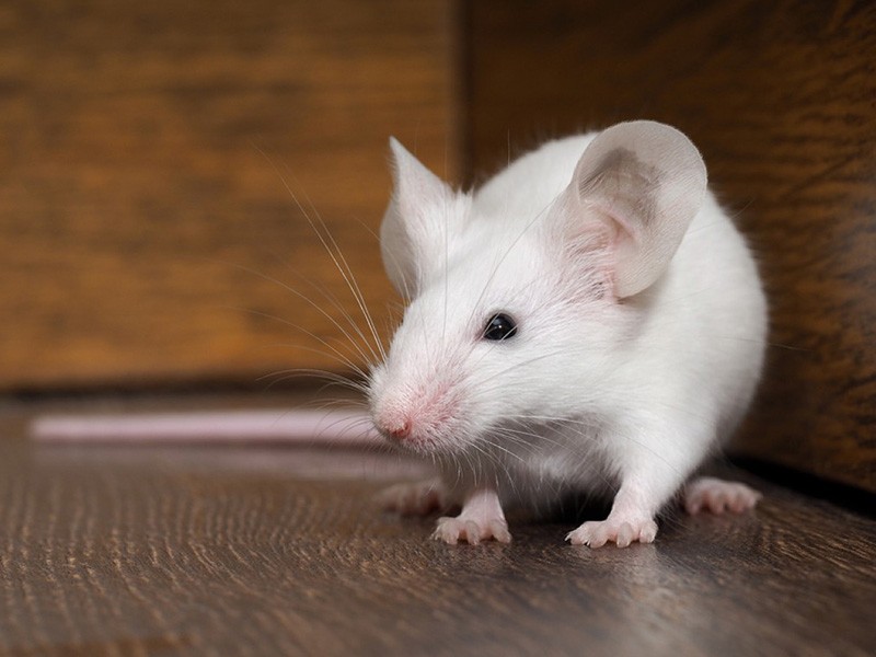 Mice Removal Cost Spring TX